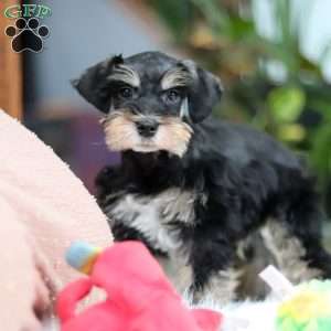 Noah, Miniature Schnauzer Puppy